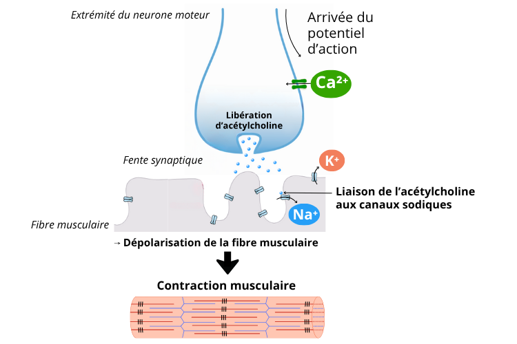 Bienfaits du citrate de potassium sur le Soutien du fonctionnement musculaire et nerveux